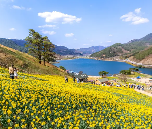 수선화