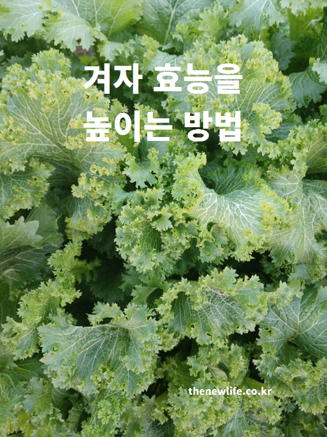 주름지고 곱슬거리는 겨자잎이 풍성하게 자란 클로즈업 사진