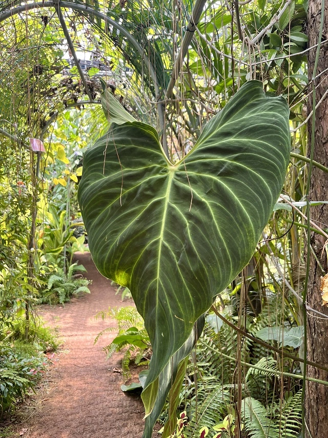 조인폴리아-식물원
