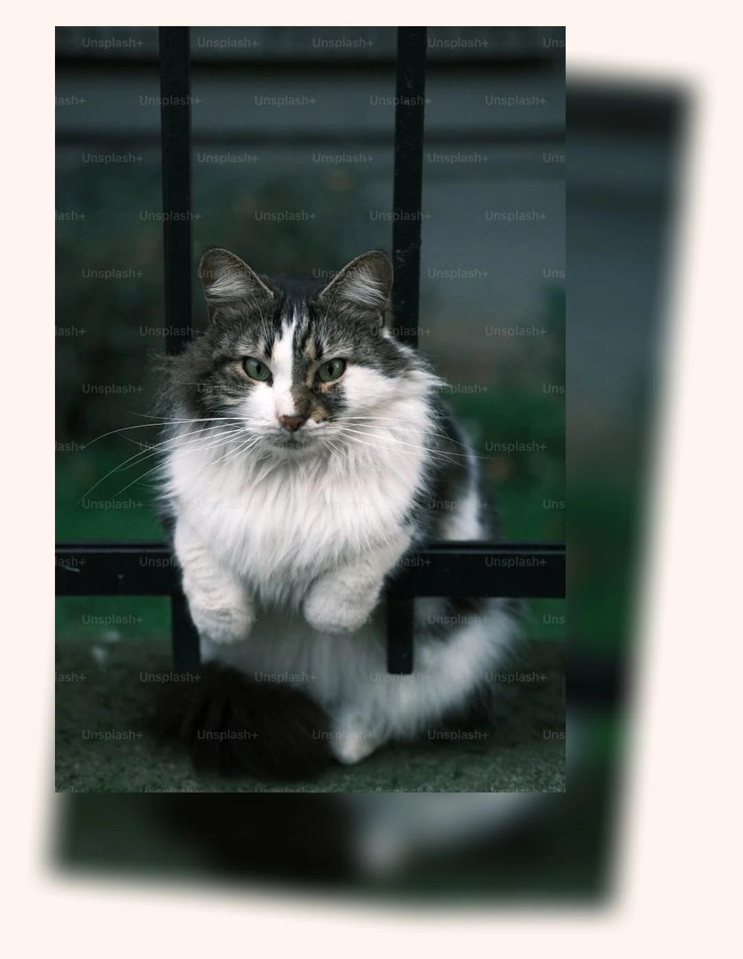 털빠짐 적은 고양이_1_subsection