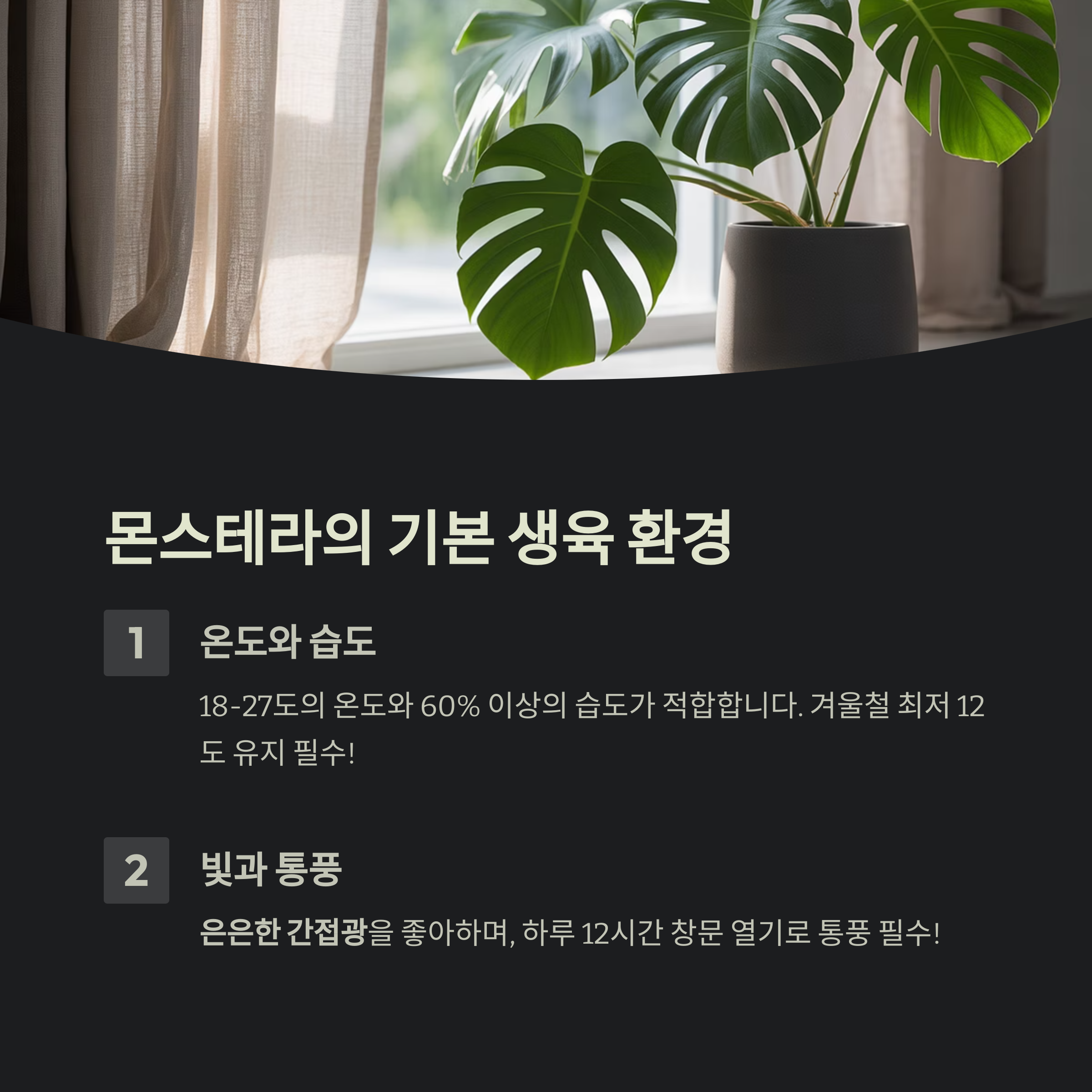 몬스테라의 기본 생육 환경부터 확인하세요