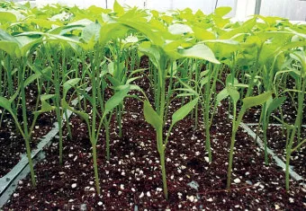 히솝 재배 씨 뿌리기 통풍 관리 허브 차 활용_30