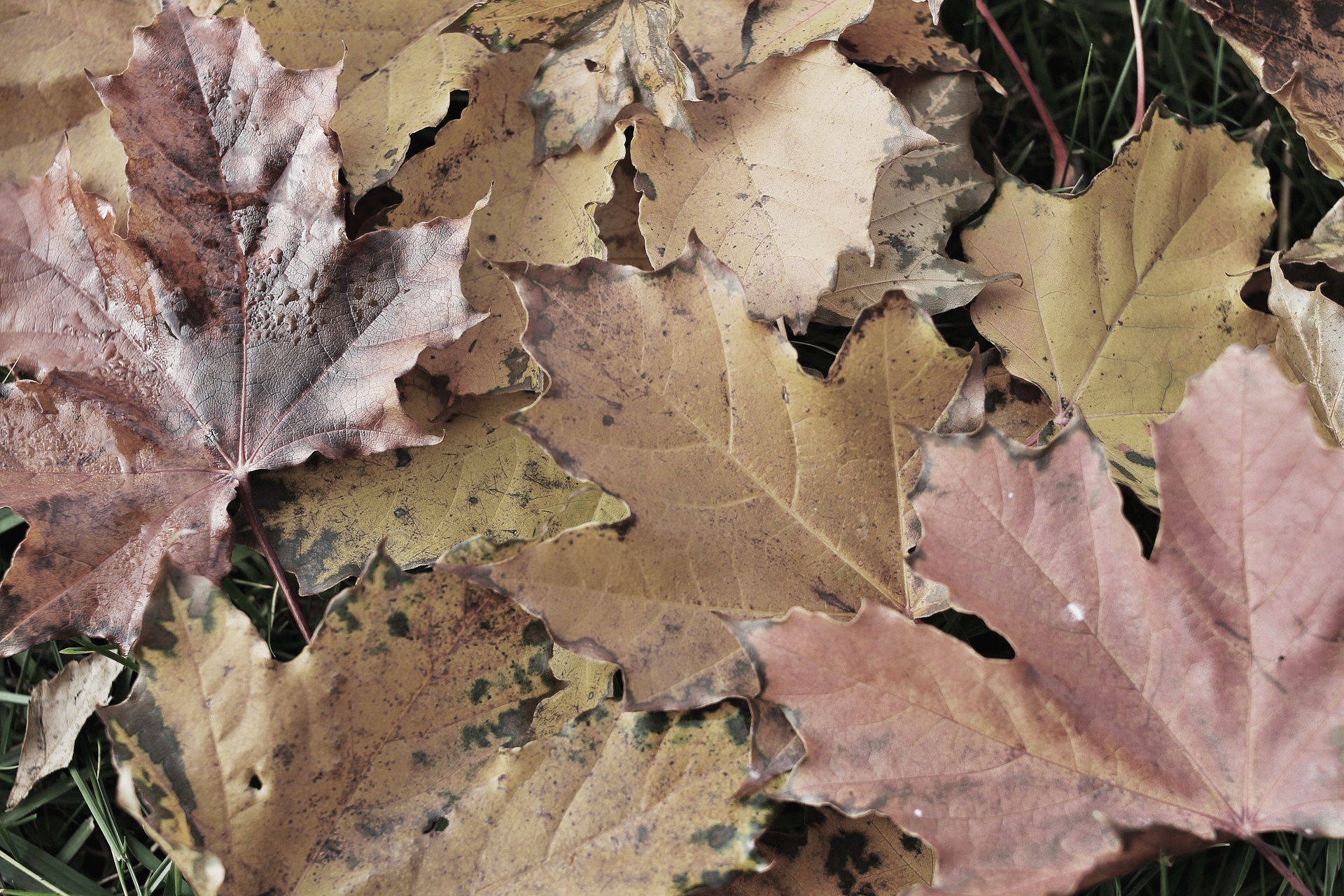 가족요양보호사 급여