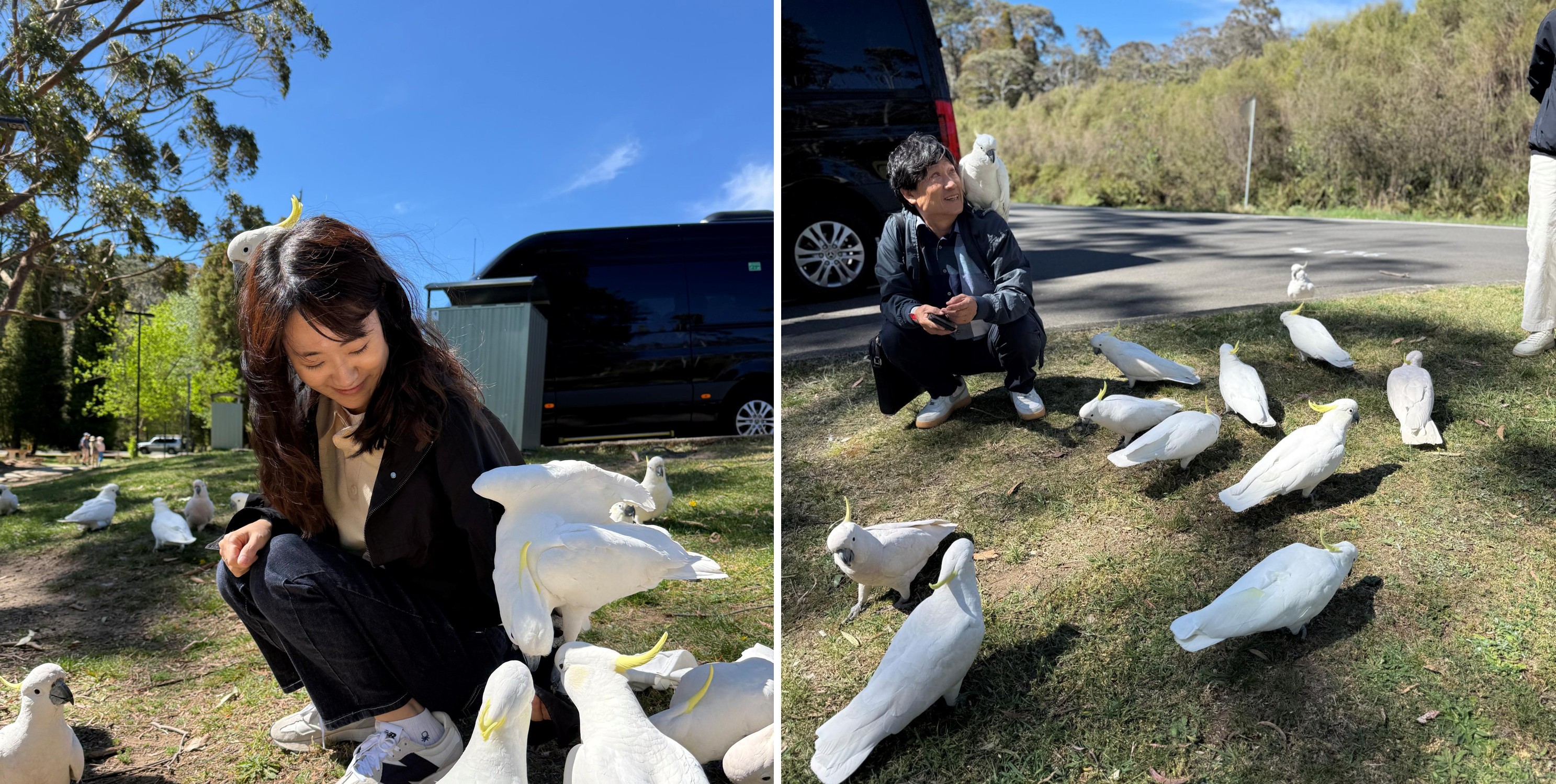 야생 코카투를 만나 먹이는 주는 장면