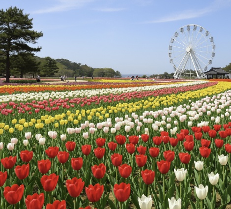 태안 코리아플라워파크 축제