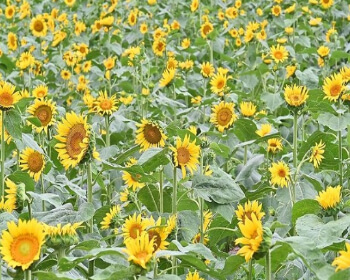 강주 해바라기 축제_4