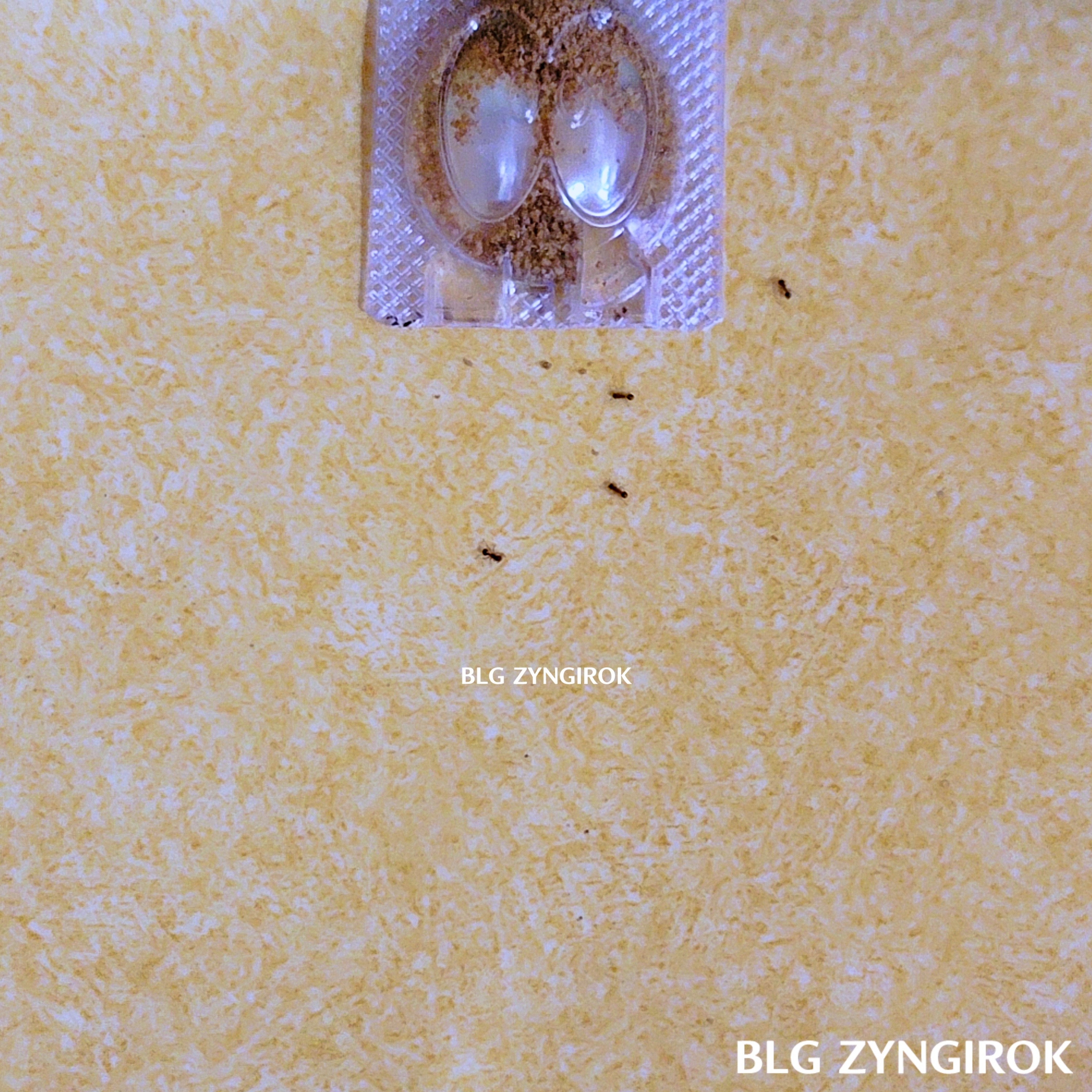 개미 퇴치기 - 잡스 개미 퇴치 중인 모습이다.