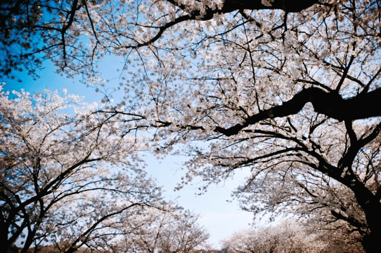 영암 월출산 벚꽃 명소