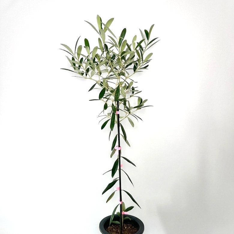 올리브나무 집에서 키우기 키우는방법