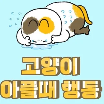 고양이 행동 분석 교정 언어 의미_10