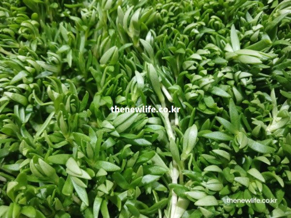 칼슘과 인이 이상적인 비율로 함유되어 뼈 생성에 도움을 주는 신선한 돌나물