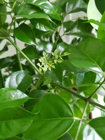 녹보수 물주기 광량관리 환기요령 비료주기 침실 거실 추천_13