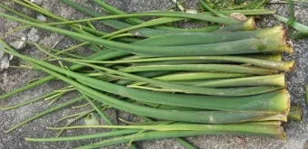 토란대 손질방법 말리는 방법을 정리_21