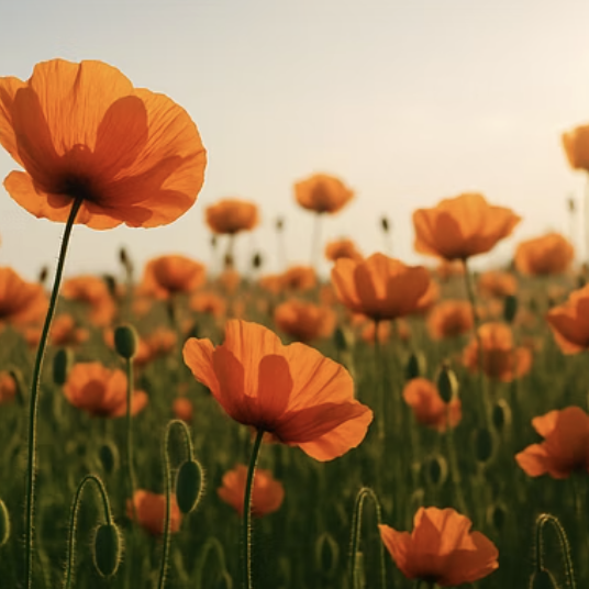 하늘하늘 붉은 요정, 개양귀비 키우기 A to Z