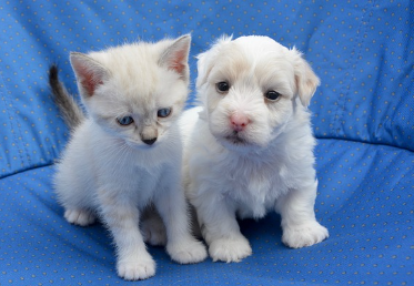 24시-동물병원-찾기