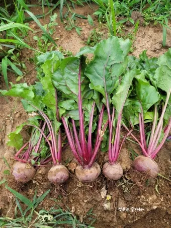 비트 재배 씨앗 불리기 발아 촉진 솎아 내기_3