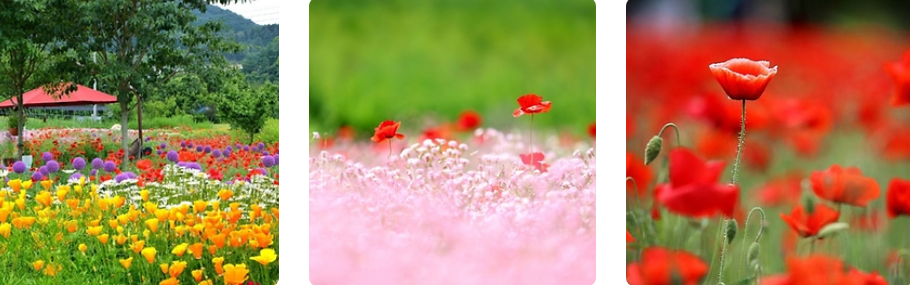 용수골꽃양귀비축제 꽃 사진들