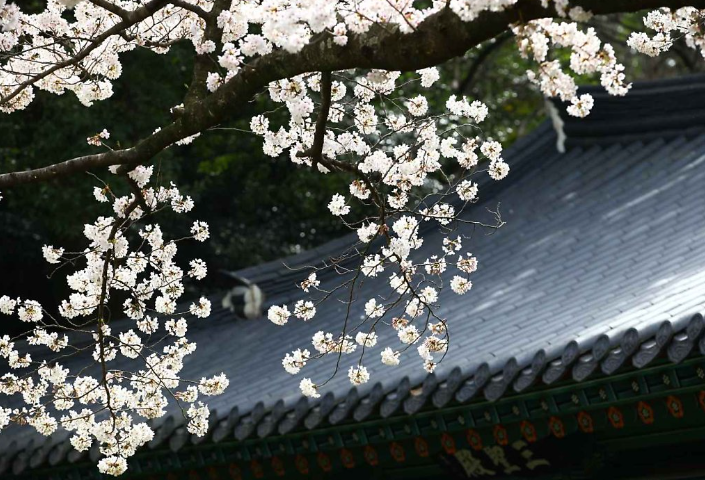 제주