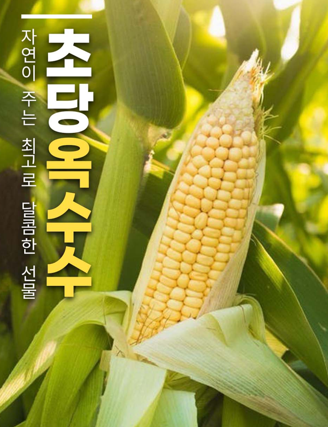 초당옥수수