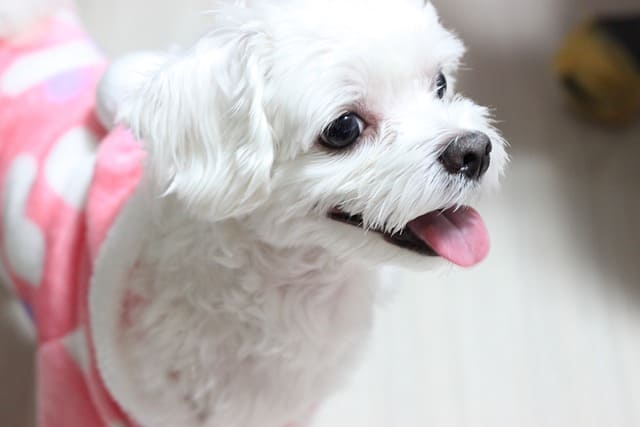 강아지 알레르기 예방
