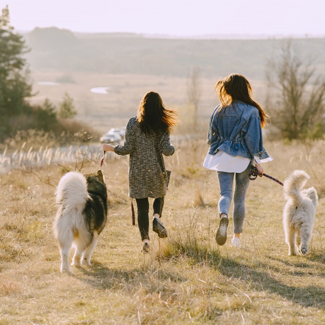 2026 대구 펫페어