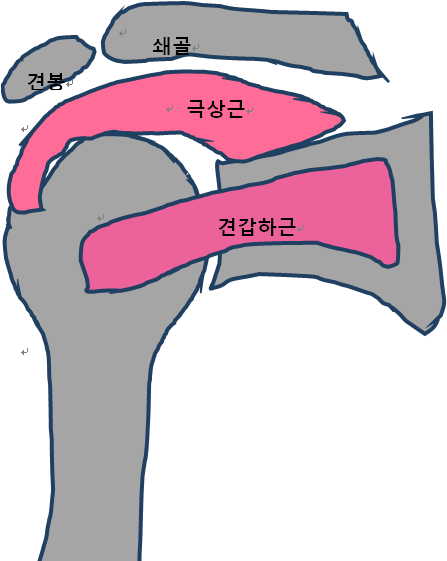 어깨의 회전근 모습