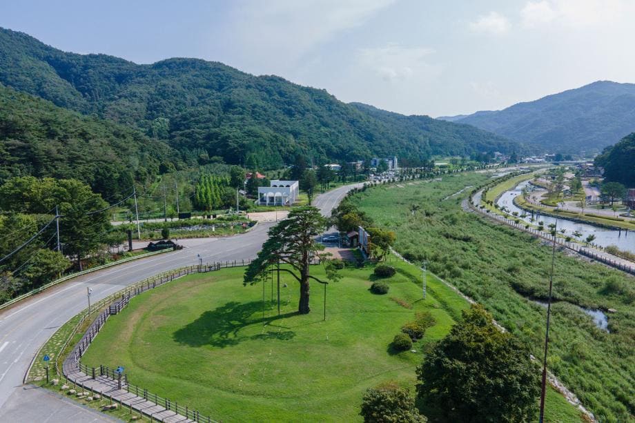 정이품송