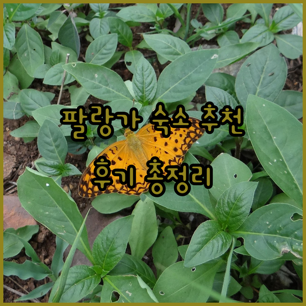 팔랑가 숙소 고민 끝! 그랜드 발틱
