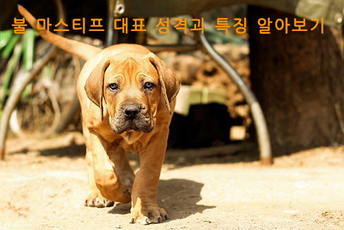 불 마스티프 대표 성격과 특징 알아보기