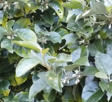 보리밥나무-앰플-샴푸