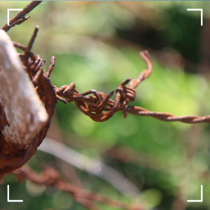 북한군 군사분계선 침범18