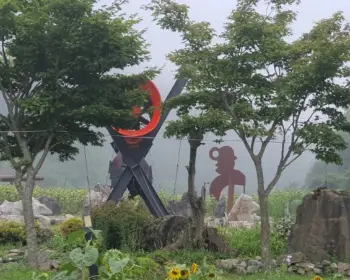 태백 해바라기 축제19