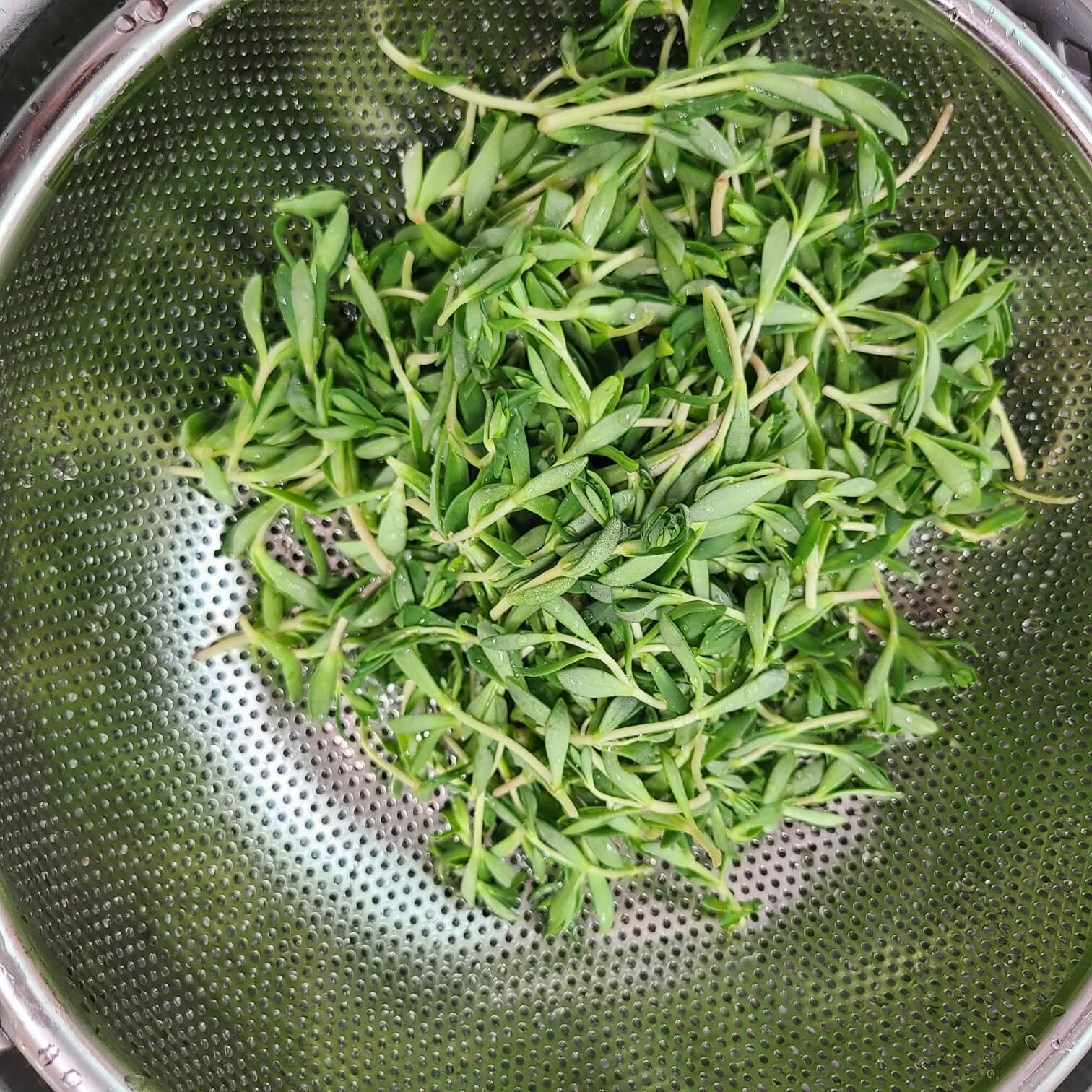 돌나물무침 돌나물물김치 돌나물 효능 돌나물 포토 돌나물비빔밥 돌나물전 돌나물 초장 돌나물사과무침 돌나물김치 돌나물 키우기 돌나물샐러드 돈나물 돌나물 아기 돌나물 돌나물 돈나물 돌나물초무침 돌나물요리 돌나물 무침 돌나물 물김치 담그는법 돌나물 요리 돌나물 물김치 돌나물 사과 무침 돌나물 김치 담그는 방법 돌나물 효능 효과 돌나물 재배 돌나물 모종 돌나물 비빔밥 돌나물 유자청무침 돌나물 부작용