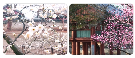 전주 한옥마을 주변 벚꽃 산책