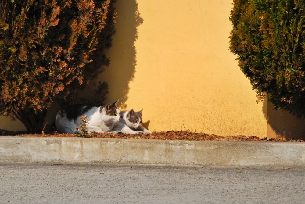 겨울 화단 위에서 햇빛을 받는 고양이 모자