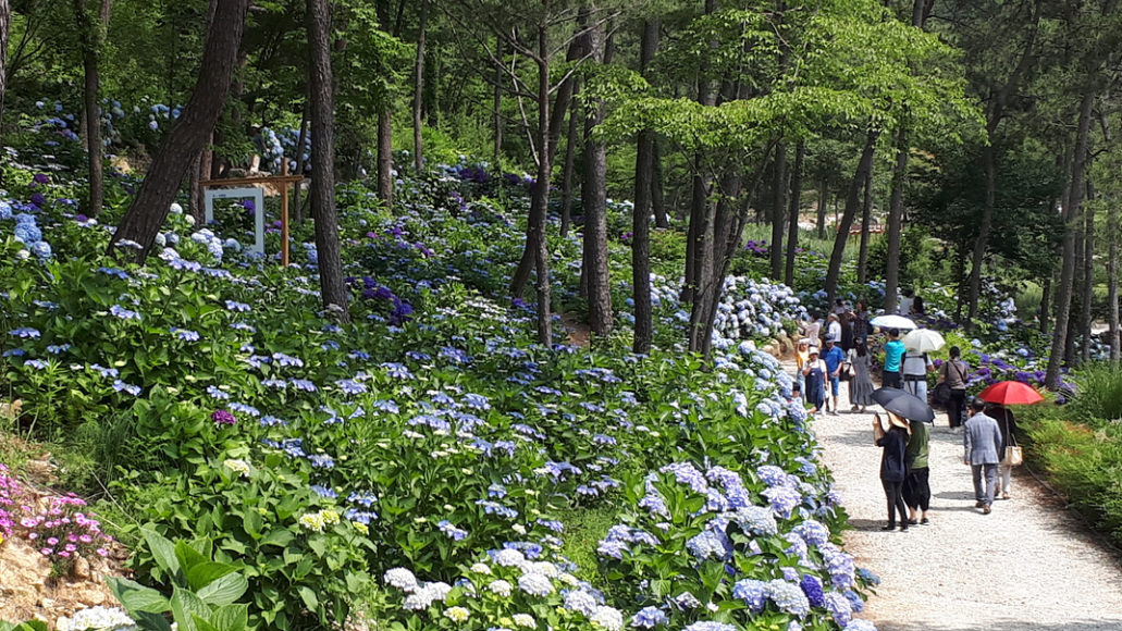 아침고요수목원 수국