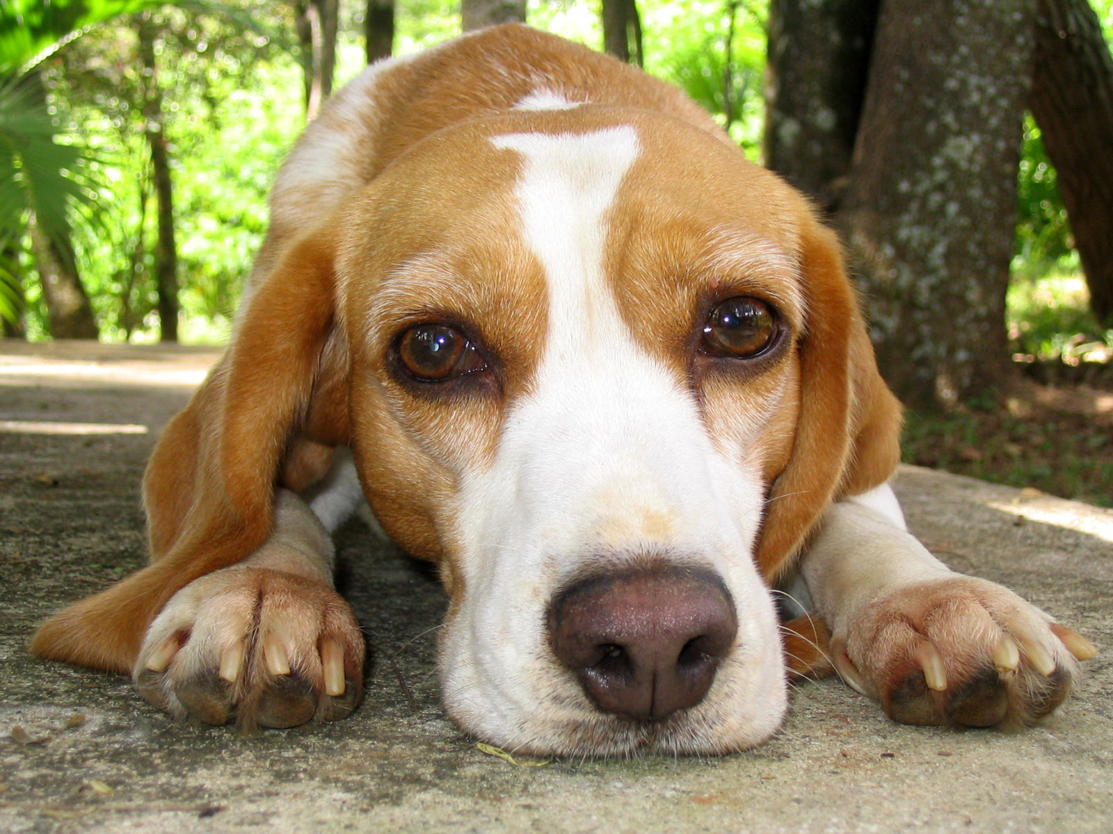 반려동물 이름 짓는 팁 관련 사진