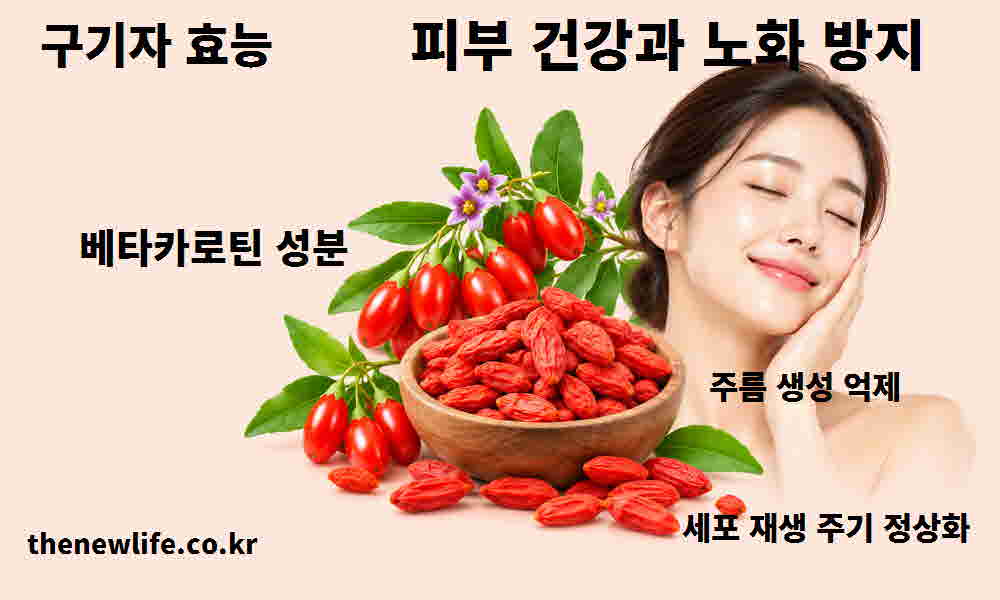구기자 효능 피부 건강 노화 방지