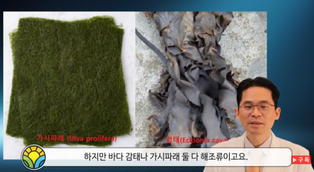 감태 효능과 조리법