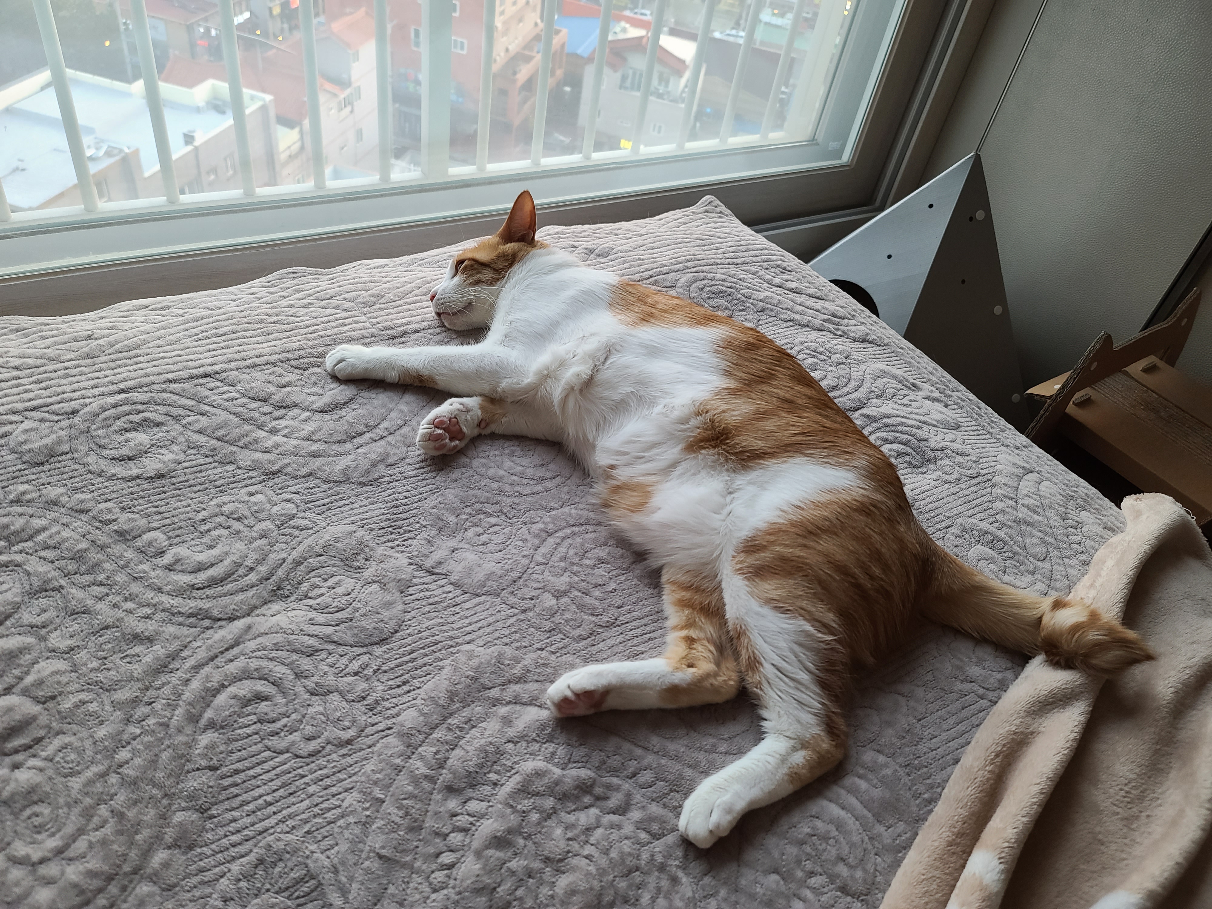 고양이 전기장판