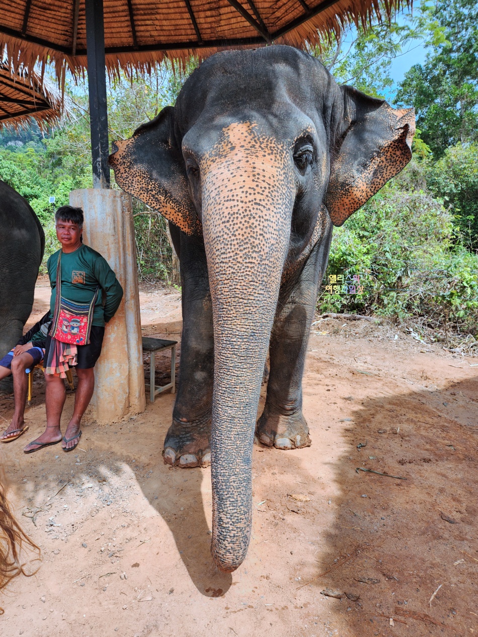 푸켓 가볼만한곳, 엘리펀트 정글 생츄어리 코끼리 샤워시키기 밥주기 후기