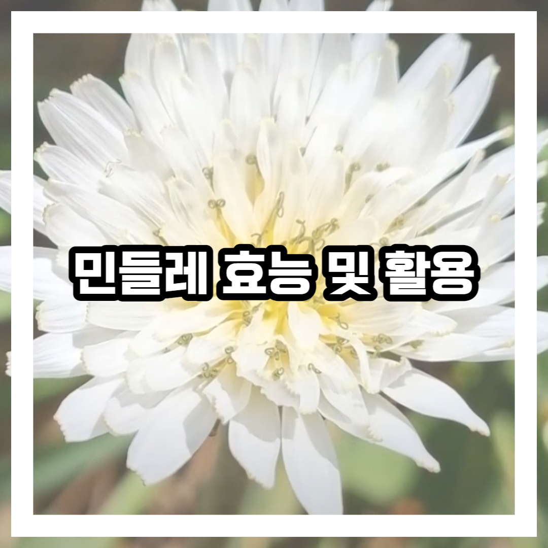 흰 민들레 사진