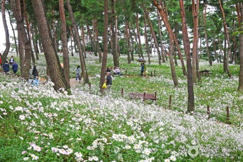 정읍_구절초_축제