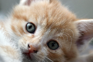 반려동물 털 청소도구 베스트 10