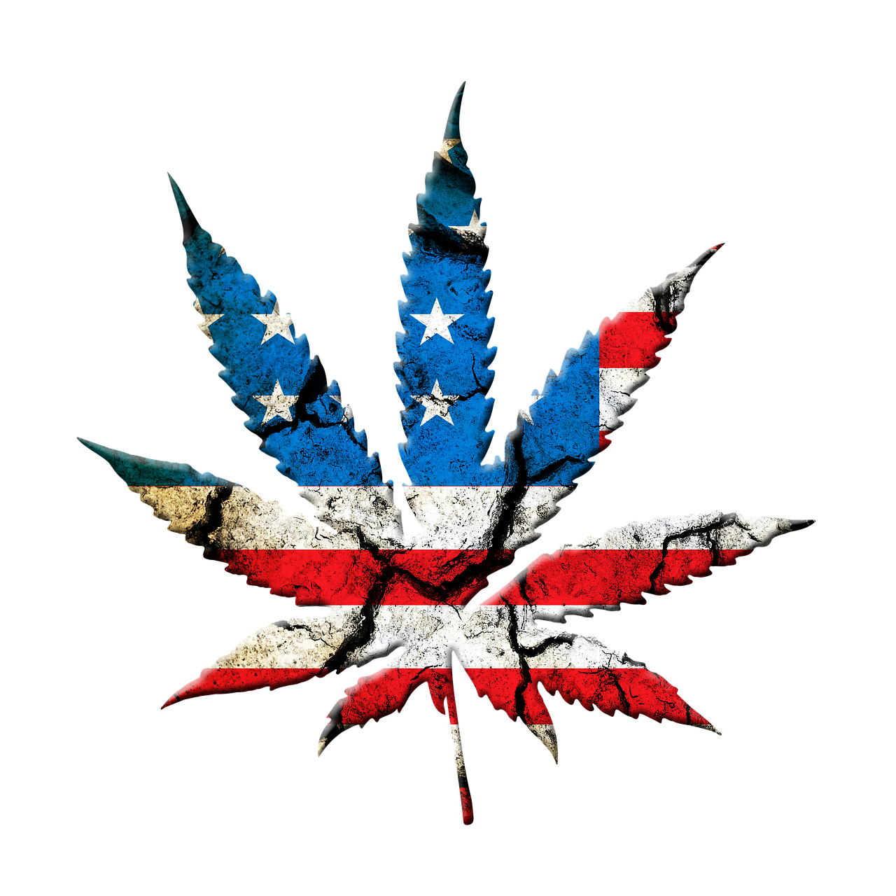 대마초 관련 사진