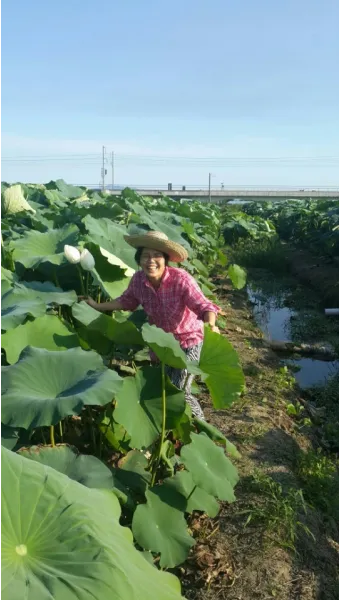 연근 재배 연못 재배 물 수위 관리 비료 주기_7