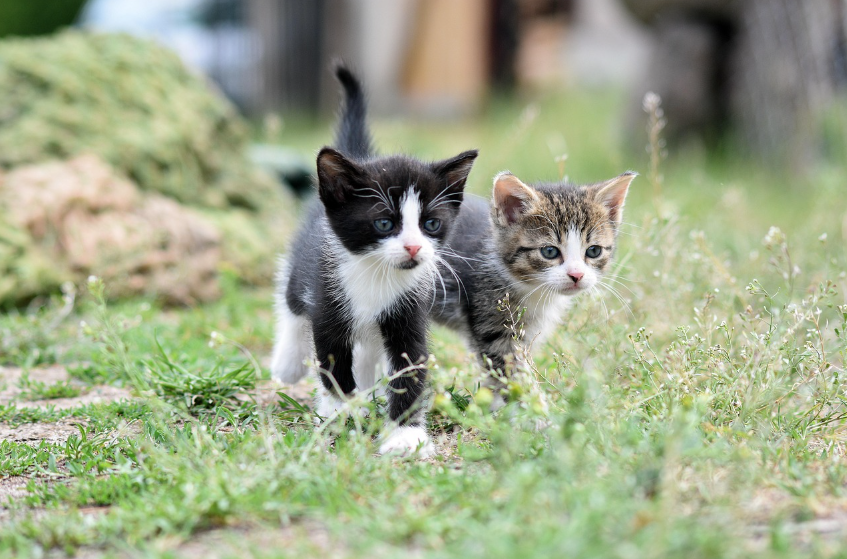 IBD 고양이에게 유산균이 독이 되는 순간들