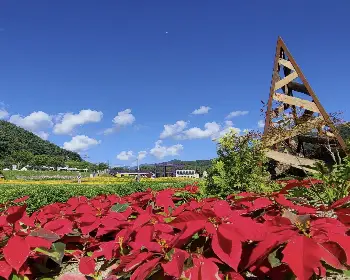 인제 가을꽃축제_9