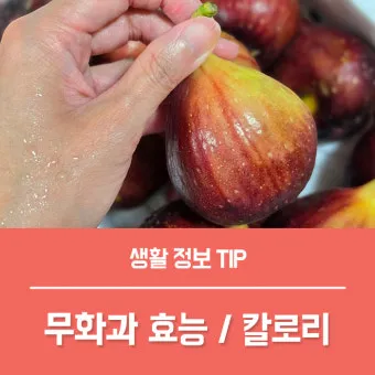 무화과 효능 칼로리 먹는 방법 수확시기 보관법_7