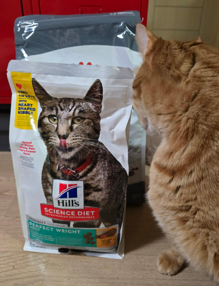 고양이 사료 추천3